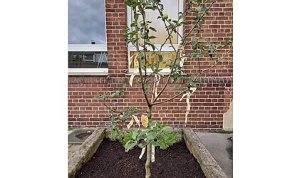 Ein Apfelbaum für unseren Schulhof!